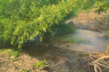 morning fog in forest and small pond flow and root tree