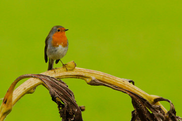 European Robin on a sunflower with green background