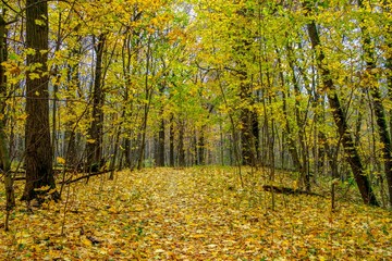 Golden forest in late autumn on a cloudy day. The natural beauty of Russian nature.