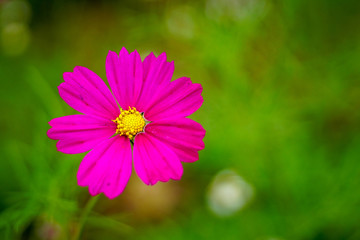 Obraz premium Closeup of beautiful big pink flower