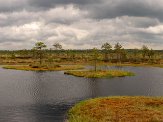 landscape with bog lake and small islands, bog pines and water reflections