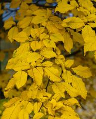 Tree branch with yellow leaves. Autumn landscape.