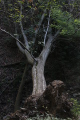 Broken tree in the woods