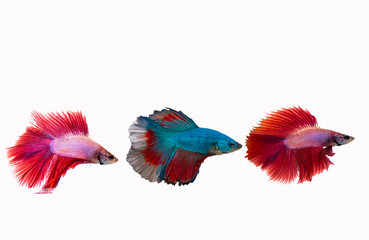 Multi colour Siamese fighting fish,Betta splendens,The colorful fish is beautiful  that most people love to be beautiful and enjoy,Red mask halfmoon, isolated on on black background.
