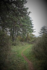 Fototapeta na wymiar chemin forestier en Bourgogne