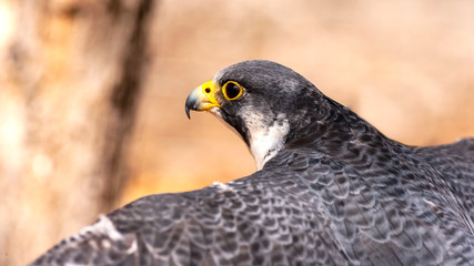 cose up portrait of a peregrine falcon taking wing