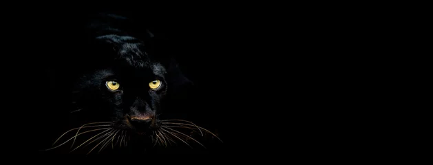 Zelfklevend Fotobehang Zwarte panter met een zwarte achtergrond © AB Photography