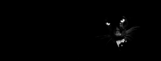 Black panther with a black background