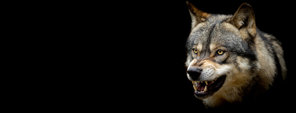 Grey wolf with a black background