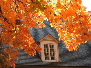 A window under a maple in autumn