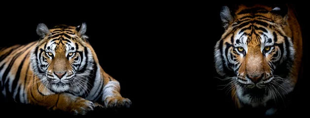 Wandaufkleber Tiger mit schwarzem Hintergrund © AB Photography