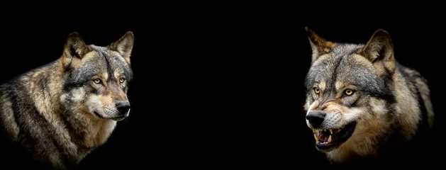 Fototapeten Grauer Wolf mit schwarzem Hintergrund © AB Photography