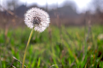 Obraz na płótnie Canvas dandelion on a background of green grass. Nature photography.