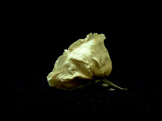 Dried white rose on a handle on a black background.
