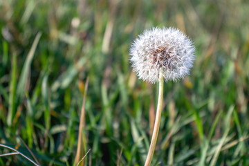 White dandelion on a background of green grass. Nature photography.