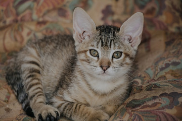 Gato acostado en sofa vintage con tonos atoñales