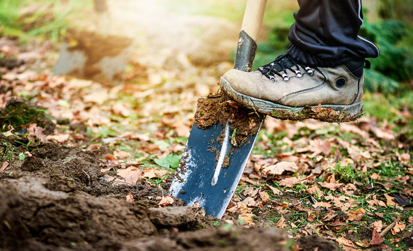 Worker Digs Soil With Shovel In Colorfull Garden, Workers Loosen Black Dirt At Farm, Agriculture Concept Autumn Detail. Man Boot Or Shoe On Spade Prepare For Digging...