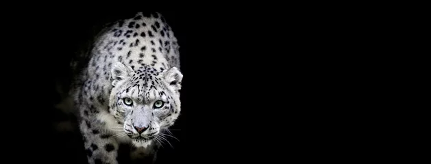 Printed kitchen splashbacks Leopard Snow leopard with a black background