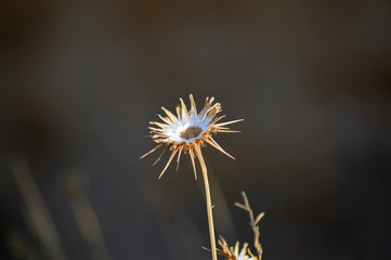 Dried flower head on blurry background