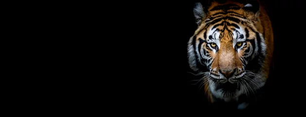 Fototapeten Tiger mit schwarzem Hintergrund © AB Photography