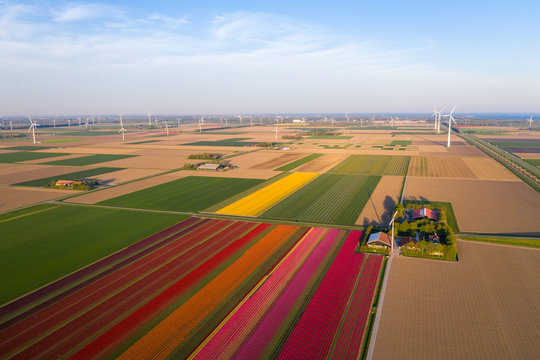Aerial view of tulip planted fields in the Dronten area. Spring in the Netherlands