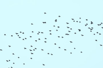 Flock of birds on a background of blue sky