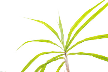 Studio shot organic sugarcane leaves and tops isolated on white