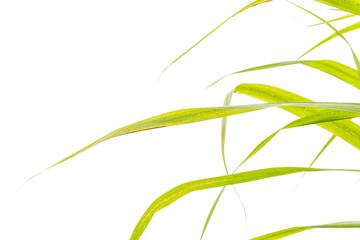 Studio shot organic sugarcane leaves green isolated on white