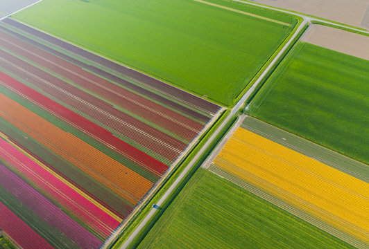 Aerial view of tulip planted fields in the Dronten area. Spring in the Netherlands