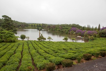 Tea plantation