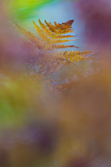 Gorgeous ferns in autumn season