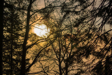 sun rising through trees and fog