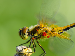 dragonfly with eggs