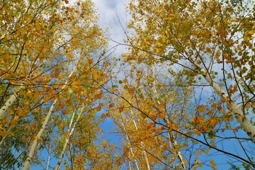 Trees with yellow, orange, red leaves and blue sky in autumn. Nature concept.