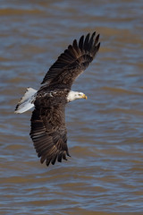 An American Bald Eagle in flight over a river.