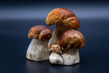 Boletus edulis king bolete isolated on dark background close up porcini