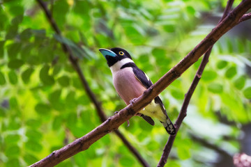 Black and yellow Broadbill, Bird beautiful color Black and Yellow Broadbill Eury laimus ocromalus small cute