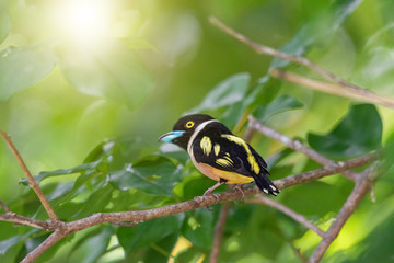 Fototapeta premium Black and yellow Broadbill, Bird beautiful color Black and Yellow Broadbill Eury laimus ocromalus small cute