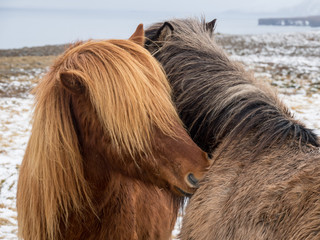 Two Icelandic horses nuzzle each other on a snowy paddock in winter in Iceland
