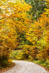 Fototapeta premium Beautiful fall colours driving through the durmitor national park in montenegro