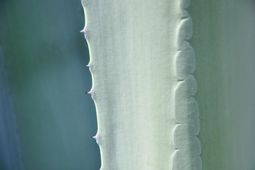blue agave macro background