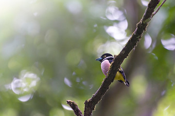 Black and yellow Broadbill.