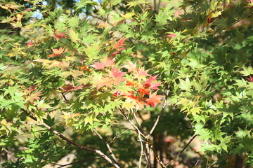紅葉