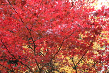 紅葉