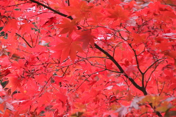 紅葉