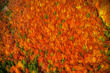 Aerial shot of beautifully lit forest in mountains in red autumn colors, Slovakia Mala Fatra - obrazy, fototapety, plakaty