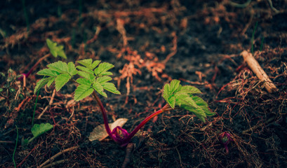 Nature beauty