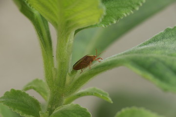 bug on a leaf