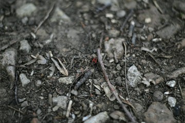 ants in anthill