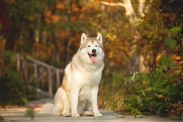 Beige and white Siberian Husky dog sitting on the wooden bridge in the forest in bright golden autumn season.